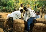 Three people inspecting grain